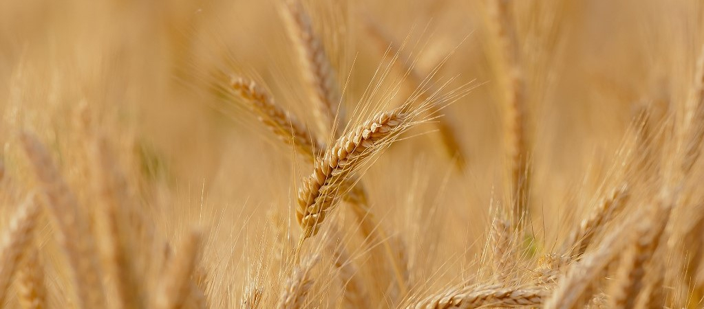 wheat-3241114_1920_2018-12-07-19-45-52_2018-12-07-21-59-21.jpg